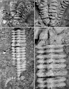 Holotipo de Isocrinus (C.) pehuenchensis n. sp. mostrando la teca, parte basal de la corona y columna